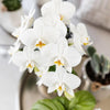 Nachtfalterorchidee weiß – Phalaenopsis Orchidee – Amabilis – ↕ 35 cm – Ø 9 cm | Elite-Topf Silber