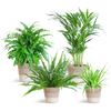 4x Haustierfreundliche Zimmerpflanzen - Calathea, Krulvaren, Goldpalme & Grünlilie - ↕ 25–50 cm - Ø 12 cm | inkl. Jute-Korb Lissabon & Terima Kasih