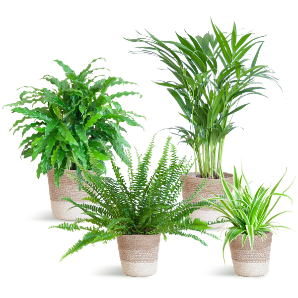 4x Haustierfreundliche Zimmerpflanzen - Calathea, Krulvaren, Goldpalme & Grünlilie - ↕ 25–50 cm - Ø 12 cm | inkl. Jute-Korb Lissabon & Terima Kasih