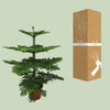Affenbaum - Araucaria araucana - ↕ 100 cm - ø 21 cm