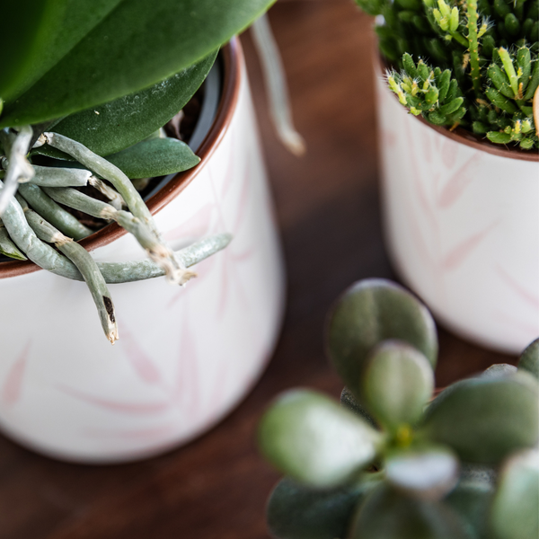 Pflanzenset Valentinstag 'Pastel Pink' – Phalaenopsis Orchidee Portugal rosa & Sukkulente – inkl. Keramik-Ziertöpfe