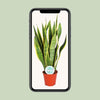 Sansevieria Trifasciata Laurentii - ↕ 50 cm - Ø 14 cm