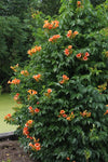 2x Trompetenblume – Campsis 'Indian Summer' – ↕ 65 cm – Ø 15 cm