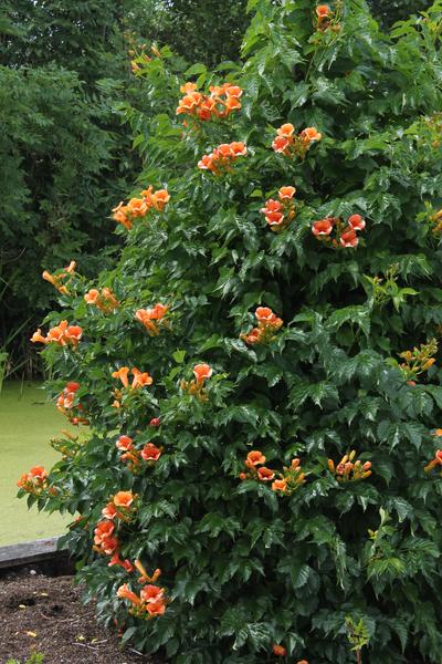 2x Trompetenblume – Campsis 'Indian Summer' – ↕ 65 cm – Ø 15 cm