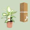 Dieffenbachie – Dieffenbachia Camilla – ↕ 45 cm – Ø 17 cm