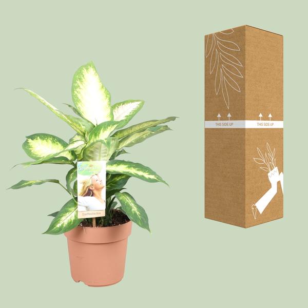 Dieffenbachie – Dieffenbachia Camilla – ↕ 45 cm – Ø 17 cm