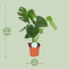 Fensterblatt - Monstera Deliciosa - ↕ 65 cm - Ø 17 cm