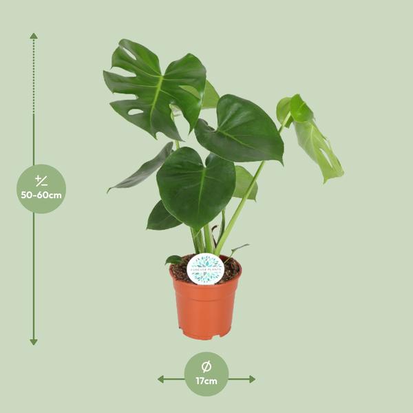 Fensterblatt - Monstera Deliciosa - ↕ 65 cm - Ø 17 cm