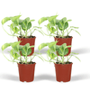 4x Epipremnum - Epipremnum Aureum (Scindapsus) - ↕ 20cm - Ø 12cm