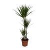 Drachenbaum - Dracaena Marginata - ↕ 120 cm - Ø 21 cm