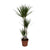 Drachenbaum - Dracaena Marginata - ↕ 120 cm - Ø 21 cm