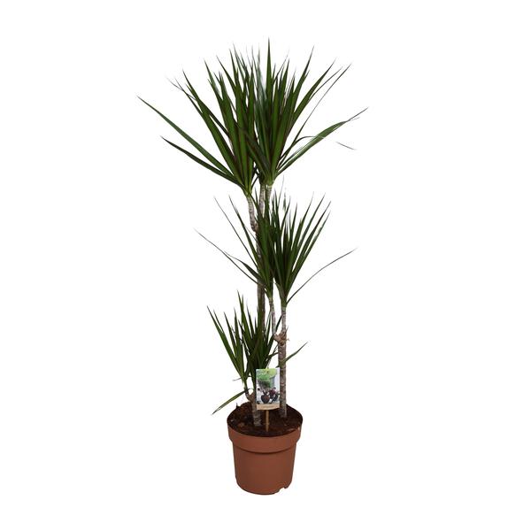 Drachenbaum - Dracaena Marginata - ↕ 120 cm - Ø 21 cm