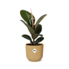 Gummibaum - Ficus Elastica Robusta - ↕ 59 cm - Ø 14 cm | ELHO Vibes Fold Übertopf gelb