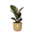 Gummibaum - Ficus Elastica Robusta - ↕ 59 cm - Ø 14 cm | ELHO Vibes Fold Übertopf gelb