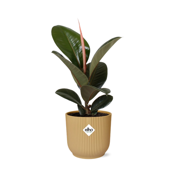 Gummibaum - Ficus Elastica Robusta - ↕ 59 cm - Ø 14 cm | ELHO Vibes Fold Übertopf gelb