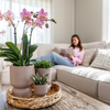 Nachtfalterorchidee - KOMBI ANGEBOT von 2 altrosa Phalaenopsis Orchideen - ↕ 40 cm - Ø 12 cm