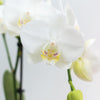 2x Nachtfalterorchidee weiß – Phalaenopsis Orchidee – Amabilis – ↕ ca. 35–45 cm – Ø 9 cm – COMBI DEAL