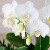 Nachtfalterorchidee - Phalaenopsis - ↕ ca. 40 cm - Ø 9 cm | 3er-Set Luxury Living inkl. Keramik-Ziertöpfen