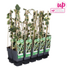 Efeu – Hedera colchica Dentata Variegata – ↕ 65 cm – Ø 15 cm