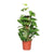 Efeutute - Epipremnum Pinnatum am Moosstab (Scindapsus) - ↕ 60 cm - Ø 15 cm
