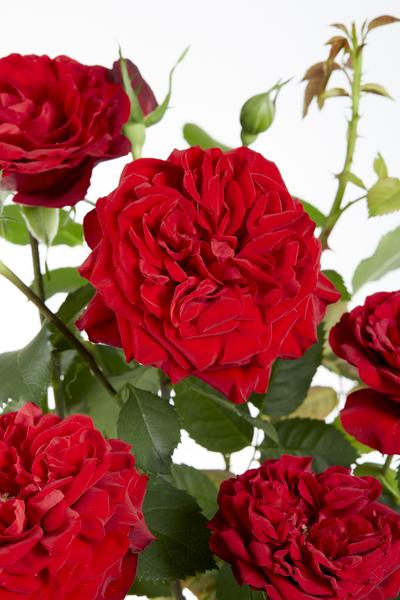 3x Kletterrose – Rosa Crazy in Love 'Red' – ↕ 65 cm – Ø 15 cm