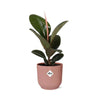 Gummibaum - Ficus Elastica Robusta - ↕ 59 cm - Ø 14 cm | ELHO Vibes Fold Übertopf rosa