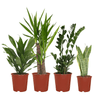 Pflanzkasten Easy Plant – 4x Zimmerpflanzen – ↕ ca. 30–60 cm – Ø 14–17 cm