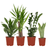 Pflanzkasten Easy Plant – 4x Zimmerpflanzen – ↕ ca. 30–60 cm – Ø 14–17 cm
