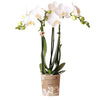 Nachtfalterorchidee weiß – Phalaenopsis Orchidee – Amabilis – ↕ ca. 35–45 cm – Ø 9 cm