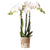 Nachtfalterorchidee weiß – Phalaenopsis Orchidee – Amabilis – ↕ ca. 35–45 cm – Ø 9 cm