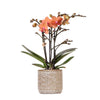 Nachtfalterorchidee - Phalaenopsis orange Bolzano - ↕ 40 cm - Ø 9 cm | im Jaguar-Topf Ø 9 cm
