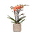 Nachtfalterorchidee - Phalaenopsis orange Bolzano - ↕ 40 cm - Ø 9 cm | im Jaguar-Topf Ø 9 cm
