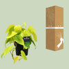 Philodendron Lime - ↕ 25 cm - Ø 12 cm