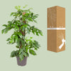 Fensterblatt - Monstera Minima - ↕ 80 cm - Ø 19 cm