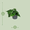 Philodendron Scandens - ↕ 15 cm - Ø 12 cm
