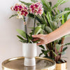 Nachtfalterorchidee – Überraschungsbox einfarbig – 4 verschiedene Phalaenopsis Orchideen