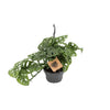 Fensterblatt - Monstera Monkey - ↕ 30 cm - Ø 14 cm