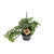 Fensterblatt - Monstera Monkey - ↕ 30 cm - Ø 14 cm
