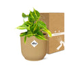 Philodendron Scandens Brasil - ↕ ca. 20 cm - Ø 14 cm | ELHO Vibes Fold Übertopf gelb