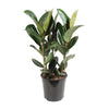 Gummibaum - Ficus Elastica Robusta - ↕ 85 cm - Ø 27 cm