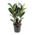 Gummibaum - Ficus Elastica Robusta - ↕ 85 cm - Ø 27 cm