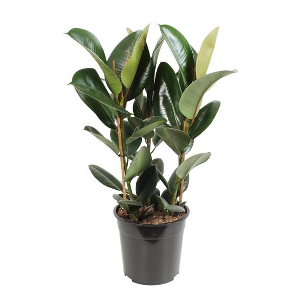 Gummibaum - Ficus Elastica Robusta - ↕ 85 cm - Ø 27 cm