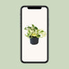 Efeutute – Epipremnum Happy Leaf – ↕ 15 cm – Ø 12 cm