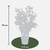 2x Trompetenblume – Campsis 'Indian Summer' – ↕ 65 cm – Ø 15 cm