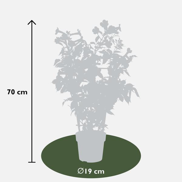 2x Trompetenblume – Campsis 'Indian Summer' – ↕ 65 cm – Ø 15 cm