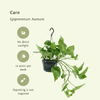 2x Goldene Efeutute - Epipremnum Aureum - ↕ 25 cm - Ø 15 cm