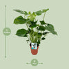 Fensterblatt - Monstera Deliciosa - ↕ 60 cm - Ø 19 cm