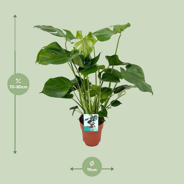 Fensterblatt - Monstera Deliciosa - ↕ 60 cm - Ø 19 cm