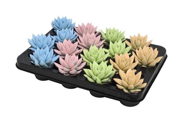 16x Echeverie - Echeveria Coloured Pastel Mix - ↕ 8 cm - Ø 6 cm