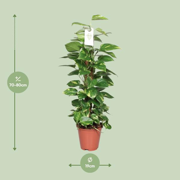 Efeutute - Epipremnum Pinnatum am Moosstab (Scindapsus) - ↕ 80 cm - Ø 19 cm